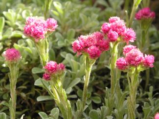 Antennaria dioica 'Rotes Wunder'