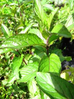 Mentha piperita, Englische Minze 'Mitcham'