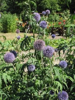 Echinops banaticus 'Blue Globe'