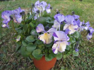 Viola pubescens 'Rebecca'