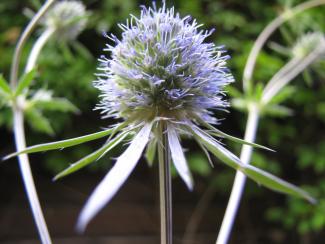 Eryngium planum 'Blauer Zwerg'