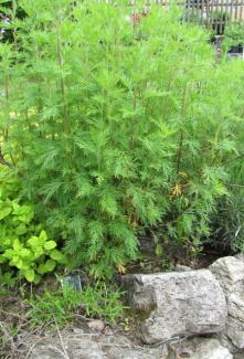 Artemisia abrotanum var. maritima