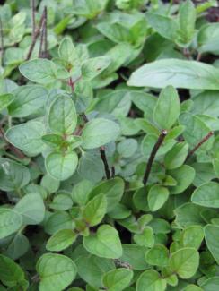 Origanum heracleoticum