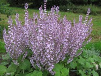 Salvia sclarea
