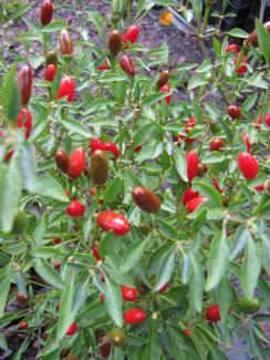 Capsicum annuum 'Sibirischer Hauspaprika' Capsicum annuum 'Sibirischer Hauspaprika'