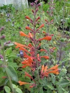 Agastache aurantiaca