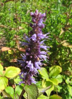 Agastache rugosa 'Korean Zest'