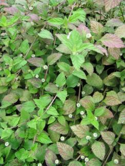 Lippia dulcis