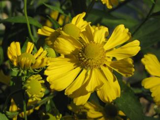 Helenium hybr. 'Goldrausch'