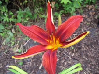 Hemerocallis cult. 'Crimson Pirate' Hemerocallis cult. 'Crimson Pirate'