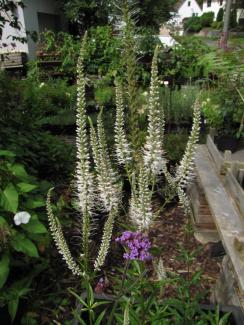 Veronicastrum virginicum 'Diana'