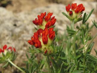 Anthyllis vulneraria var. coccinea