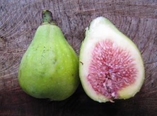 Ficus carica 'Jaunes de Reims'