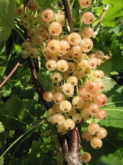 Ribes sp. 'Rose de Champagne'