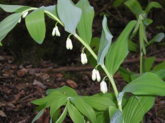 Polygonatum multiflorum