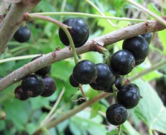 Ribes nigrum 'Polnische Riesenjohannisbeere'