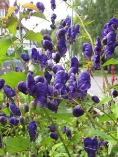 Aconitum henryi 'Spark'