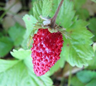 Fragaria vesca var. semperflorens 'Verbesserte Rügen'
