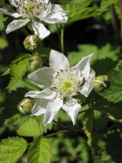 Rubus ursinus x idaeus 'Boysenberry'