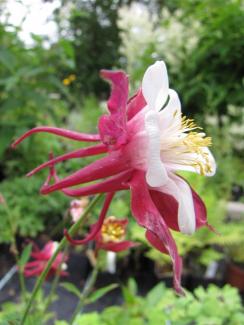 Aquilegia caerulea 'Rotstern'
