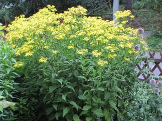 Senecio doria
