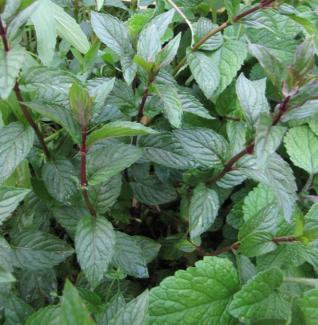 Mentha piperita var. piperita 'Proserpina-Minze'