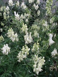 Aconitum lamarckii var. pyrenaicum