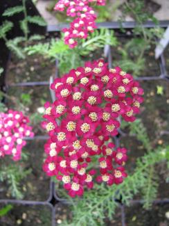Achillea millefolium Petra