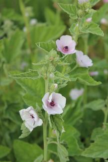 Althaea officinalis