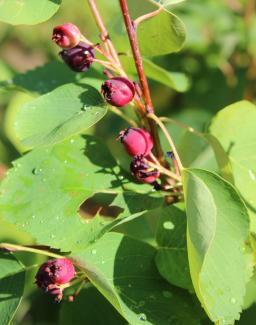 Amelanchier alnifolia Martin 
