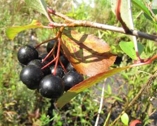 Aronia melanocarpa 'Rubina'