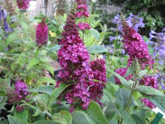 Buddleja davidii 'Miss Molly'