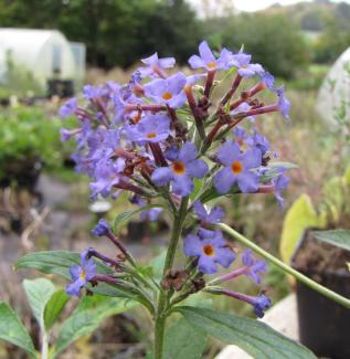 Buddleja davidii 'Ellen's Blue' Buddleja davidii 'Ellen's Blue'