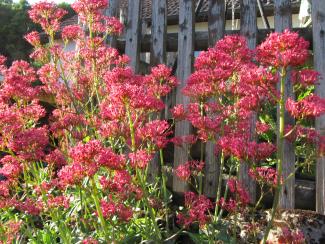 Centranthus ruber 