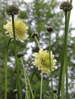 Cephalaria gigantea