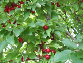 Cornus mas, Wildform