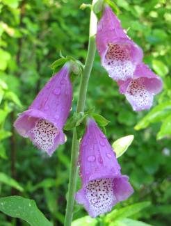 Digitalis purpurea Digitalis purpurea