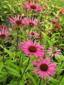 Echinacea purpurea 'Pica Bella'
