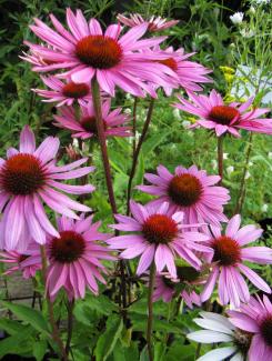 Echinacea purpurea 'Rubinstern'