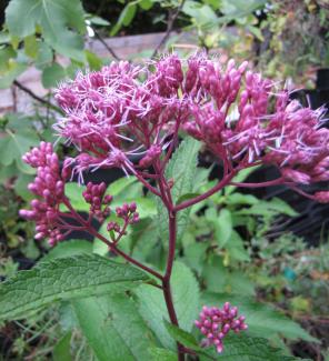 Eupatorium fistulosum Riesenschirm