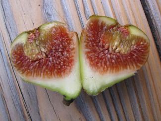 Ficus carica 'Galgenen'