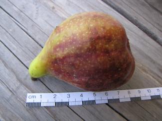 Ficus carica Petrovaca