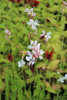 Gaura lindheimerii 'Whirling Butterflies'