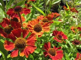 Helenium hybr. 'Salsa'