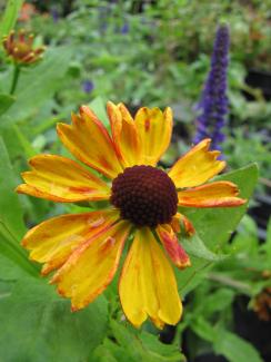 Helenium hybride 'El Dorado'