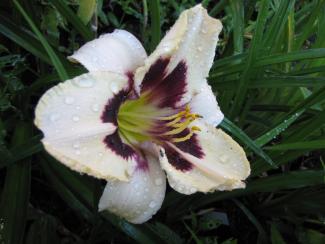 Hemerocallis 'Moonlight Masquerade'