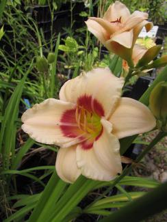 Hemerocallis 'Pandoras Box'