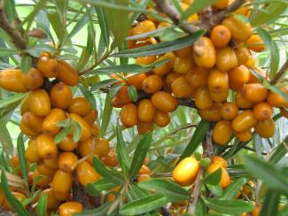Hyppophae rhamnoides 'Tytti'