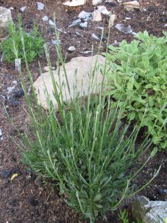 Lavandula latifolia 'Speik'