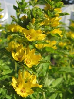 Lysimachia punctata 'Hometown Hero'